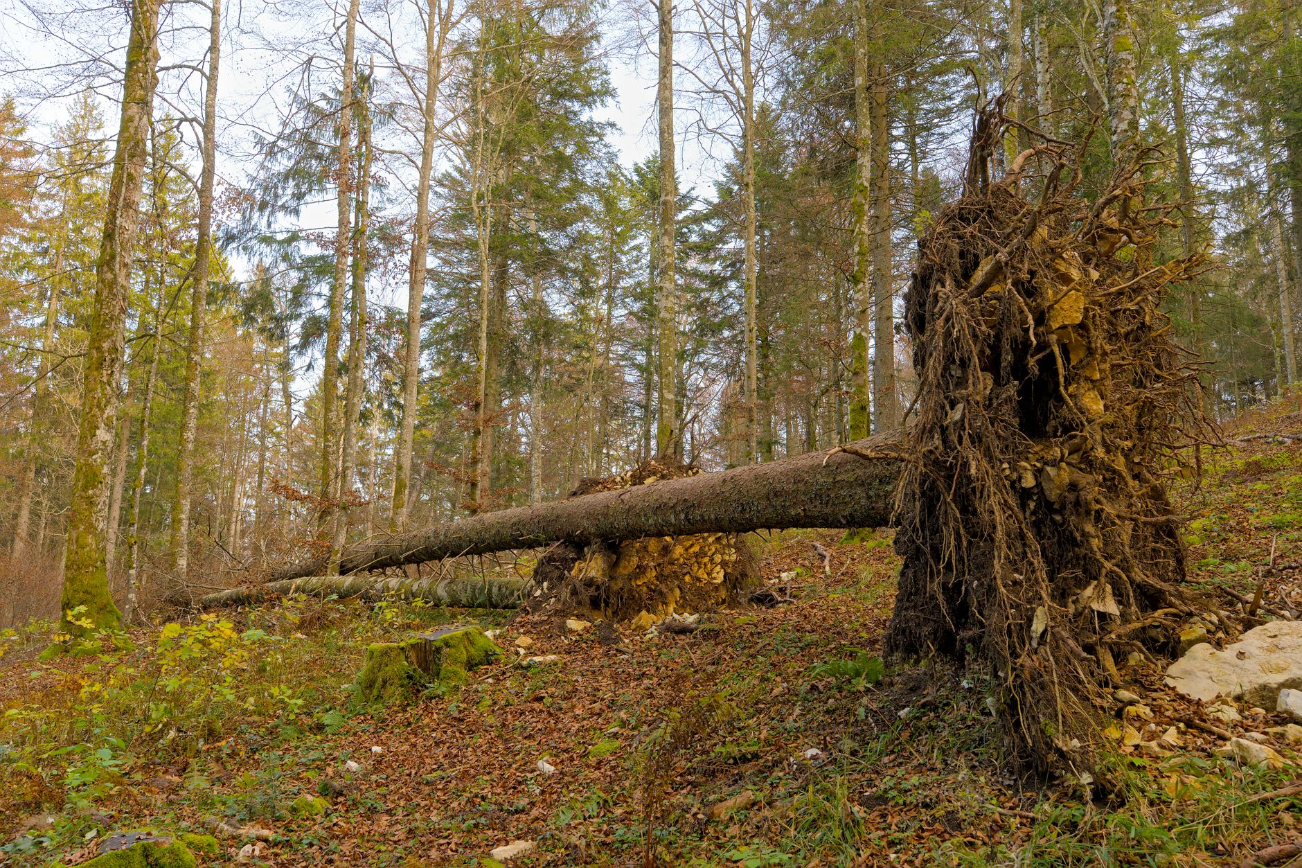 Enlèvement arbre urgence à Niort